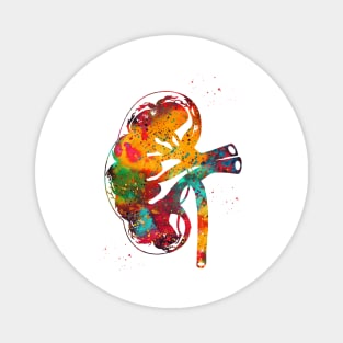 Kidney section Magnet